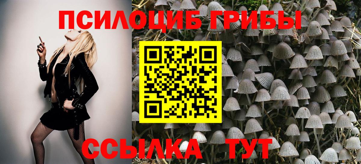 Псилоцибиновые грибы Cubensis Торжок